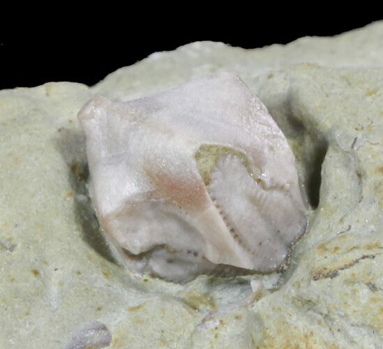 Blastoid (Pentremites) Fossil - Illinois #48650